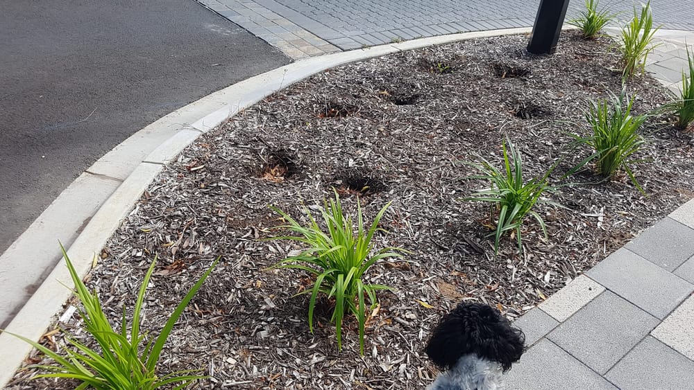 Plant thieves strike Strathalbyn post image