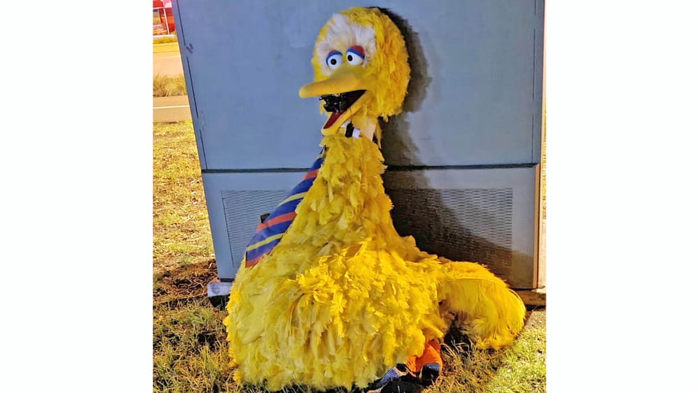 Murray Bridge Big Bird Bandit escapes jail time for impulsive theft post image