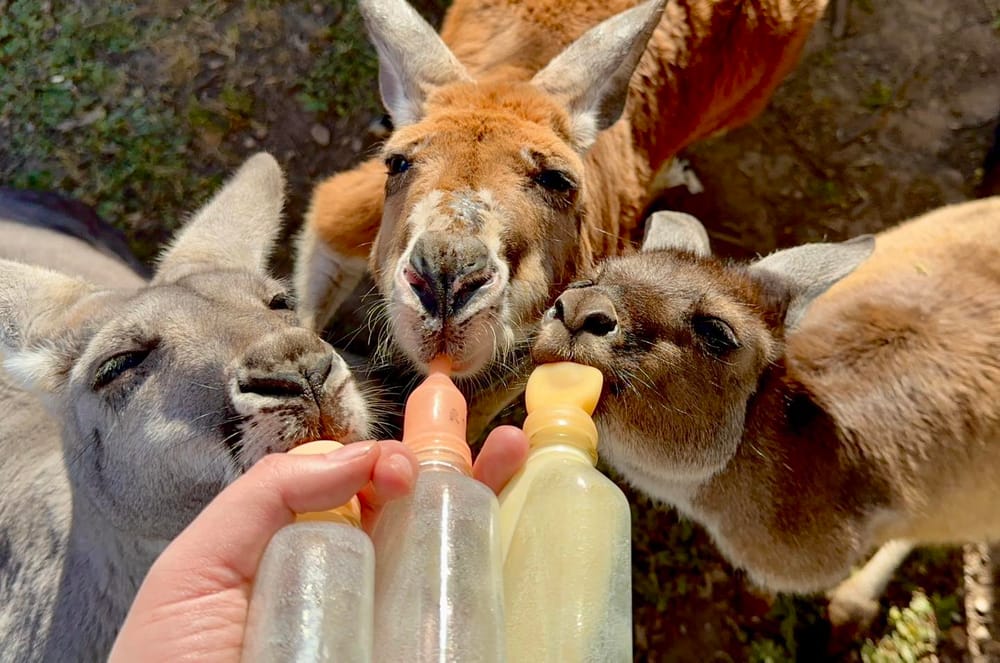 Call to boycott kangaroo meat post image