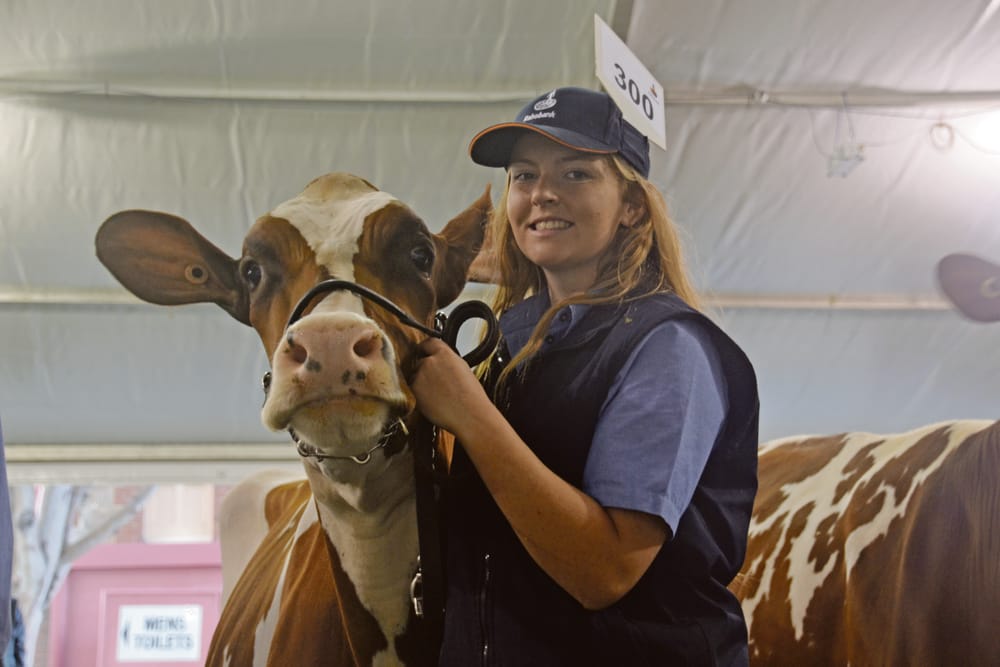 Cattle competition jumps hurdles post image
