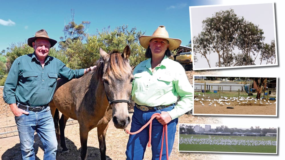 ‘PLAGUED PROPORTIONS’: little corellas a big problem across Hills and Fleurieu regions post image