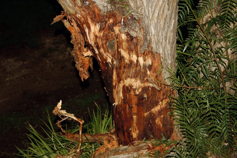 Driver to be sentenced over Strathalbyn tragedy post image