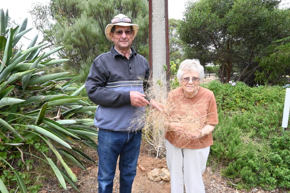 Strathalbyn residents experiencing the evil spell of witchgrass found around town post image