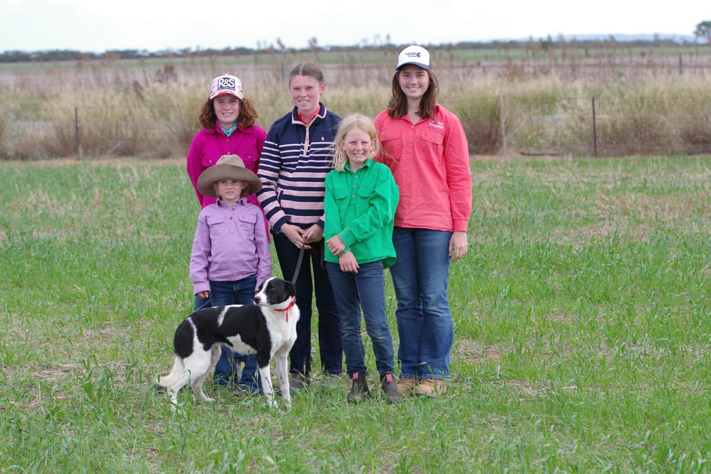 Working sheepdogs unleashed on Strathalbyn post image