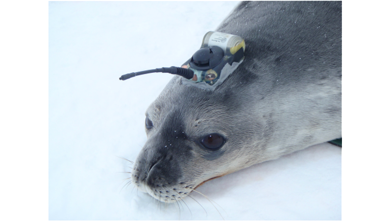 Strathalbyn vet’s brush with southern seals post image