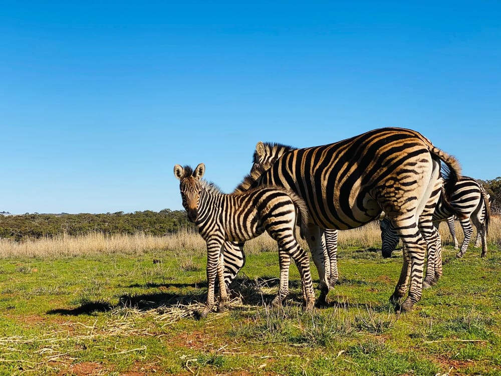 BABY BOOM: Monarto Safari Park’s newest residents post image