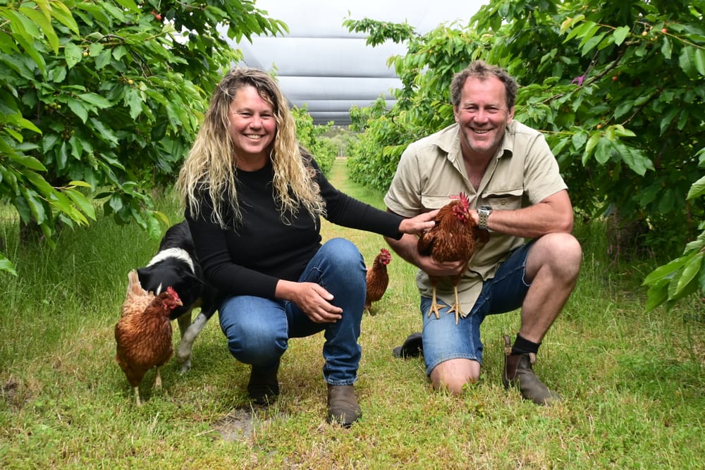CHERRY RIPE: Local growers hopeful popular fruit makes Christmas tables post image