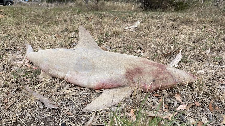 ‘Disgraceful’ discovery at Currency Creek property post image