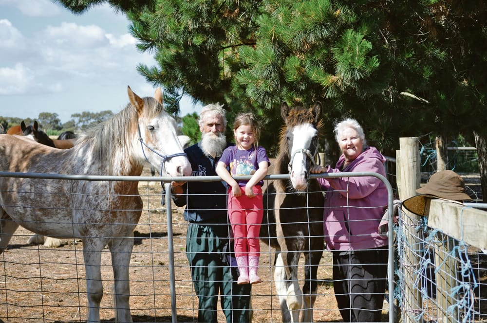 Strathalbyn couple raising gentle giants post image