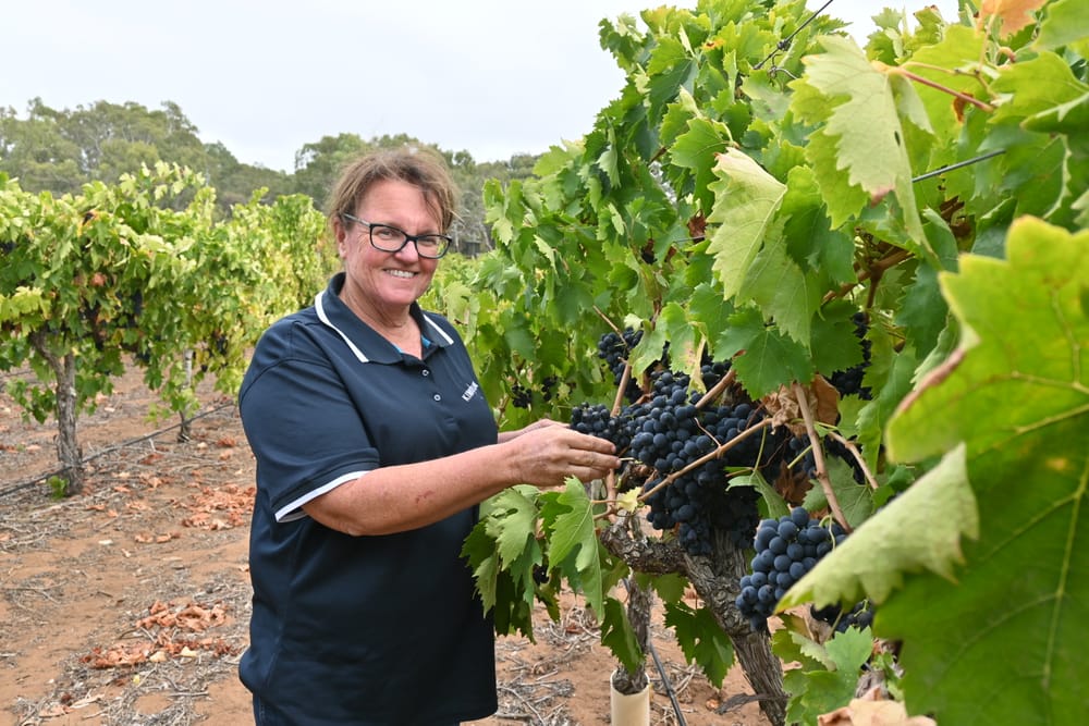 GRAPE NEWS: Langhorne Creek records end of one of its earliest vintages... post image
