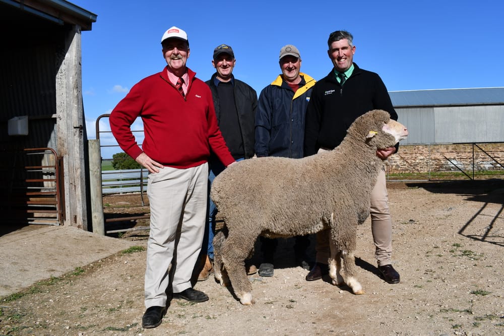 COVID STRIKES: Tough sale for Woodchester’s Dalveen stud post image