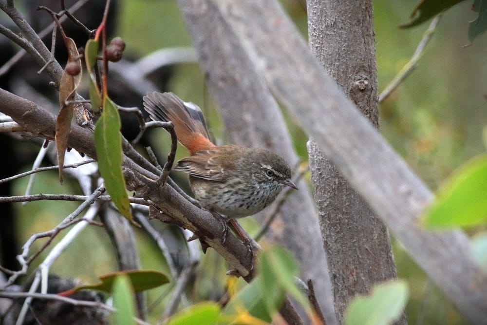 Fleurieu marks Biodiversity Month post image