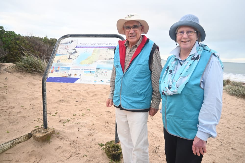 Local bird watchers’ advice for hooded plover breeding season post image