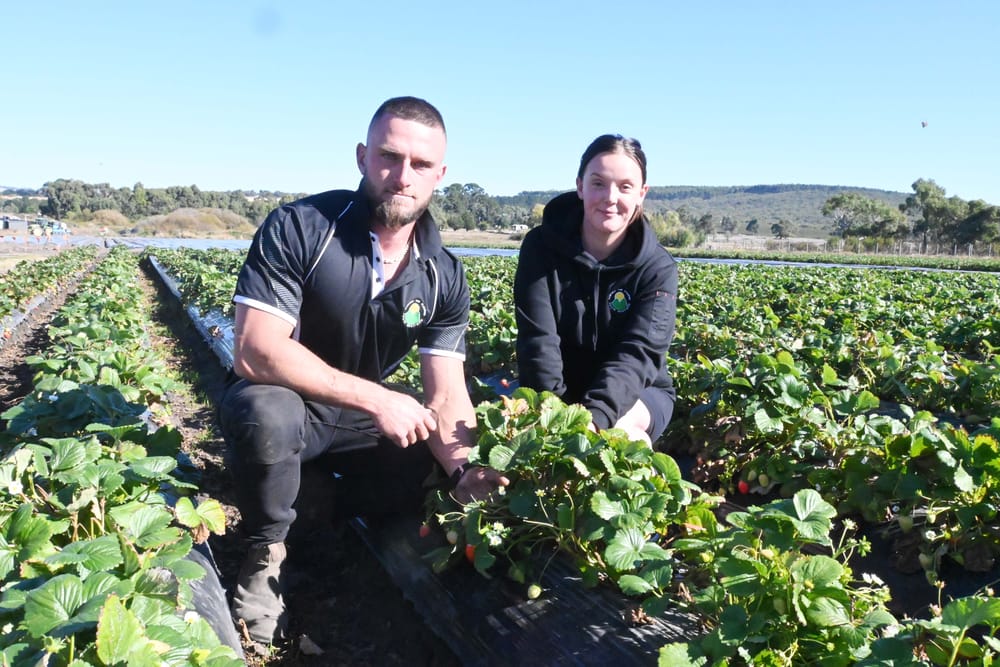 RIPE FOR THE PICKING: A look at this year’s strawberry season post image