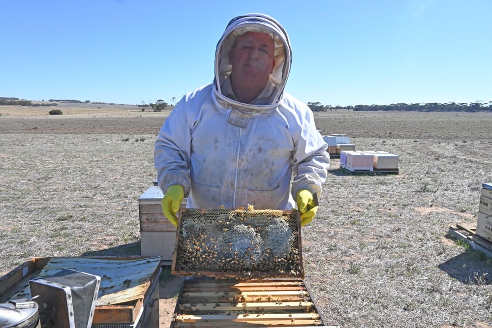 UN-BEE-LIEVABLE EXPERIENCE: Honey season the ‘bee’s knees’ post image