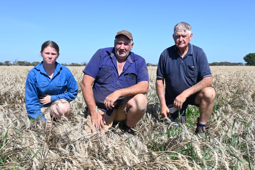 Milang farmer’s hopes rained on due to unseasonably wet weather post image