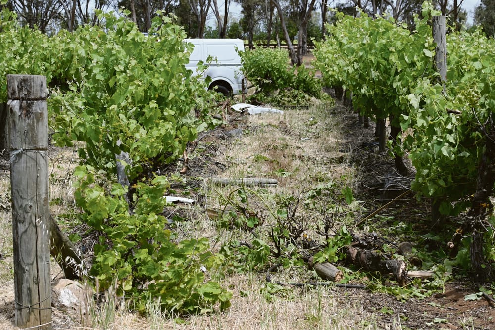 Van crashes into Langhorne Creek vineyard post image