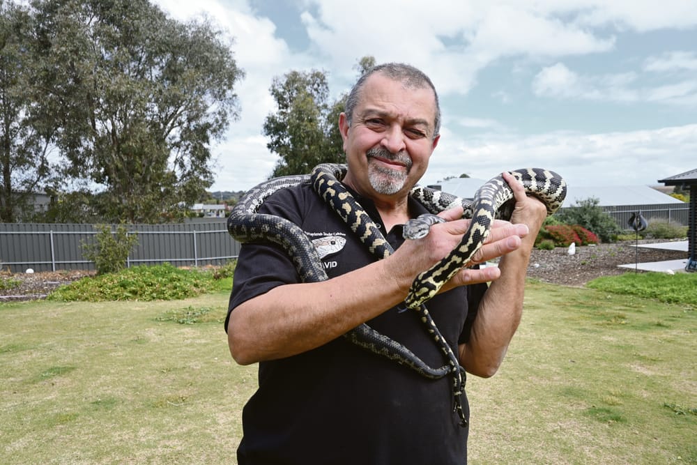 Sss-lithery return of snake season for local regions post image