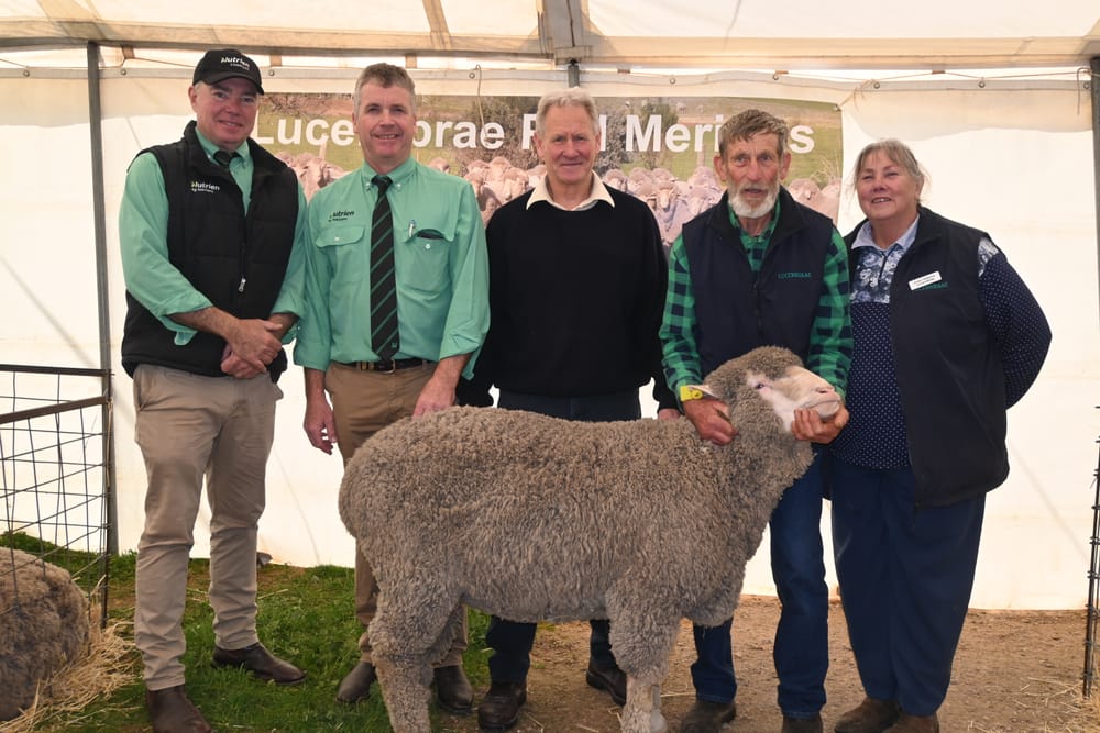 A baaa-eautiful annual stud sale sees 45 rams go out the door post image