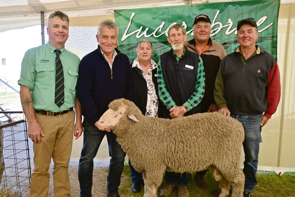 Top rams on offer in auction post image