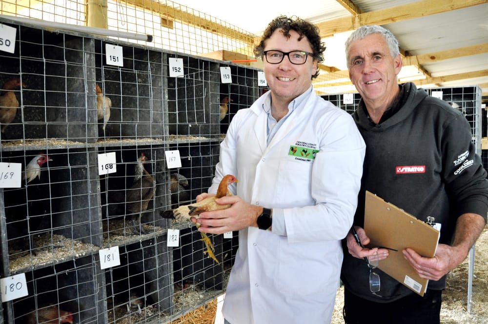 Numbers up for poultry club post image
