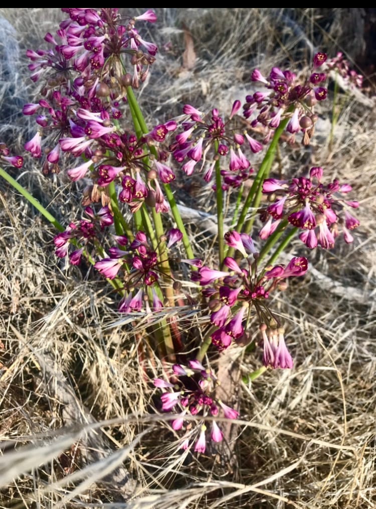 BEAUTIFUL BLOOMS: native garland lilies are popping up across the Fleurieu region post image