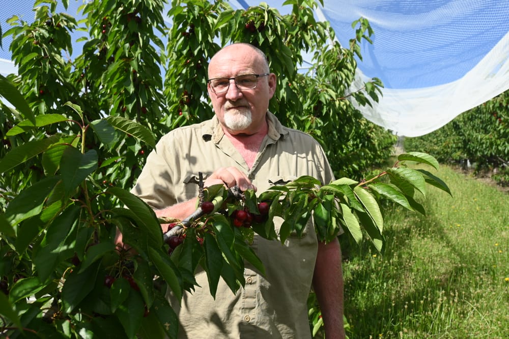 Wild weather wipes out local cherries post image