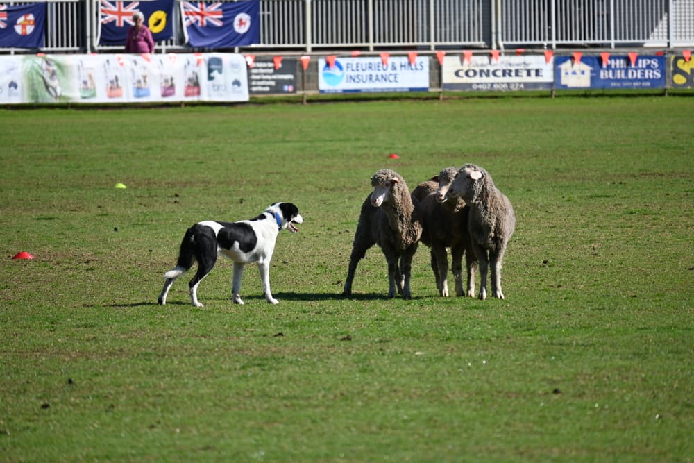Community groups scrape in for council grants post image