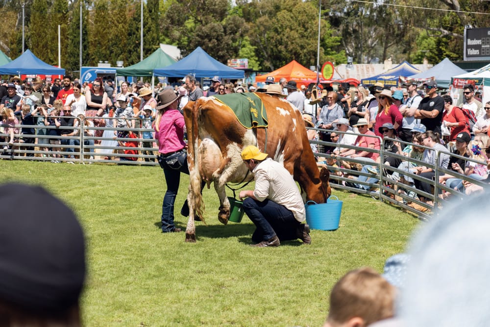 Meadows Fair celebrates 40th anniversary post image