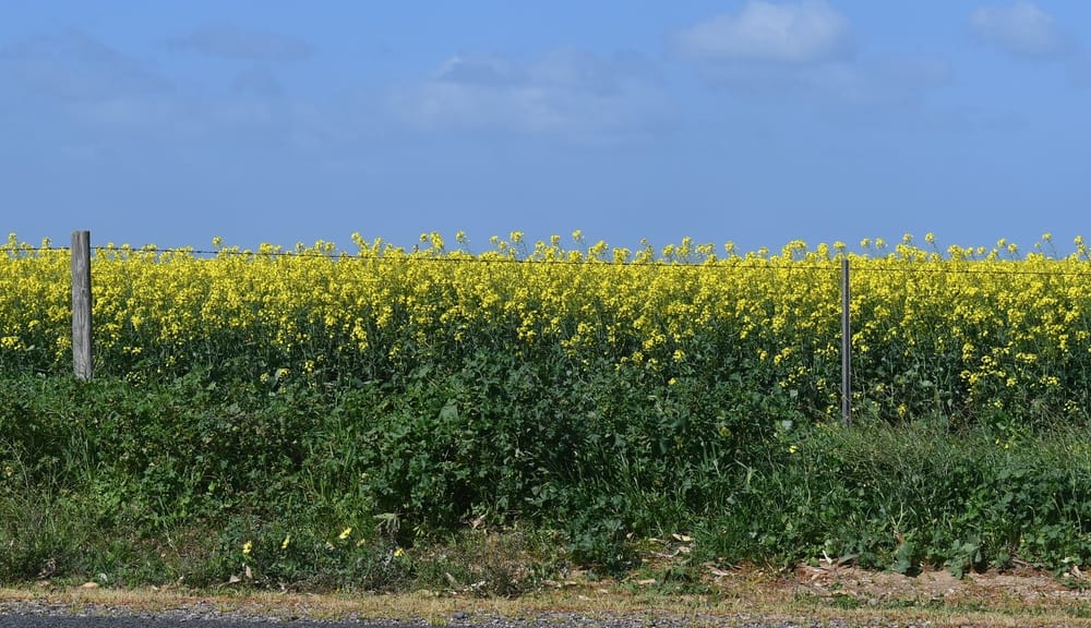 Warm and wet Spring expected, bushfire risk increased post image