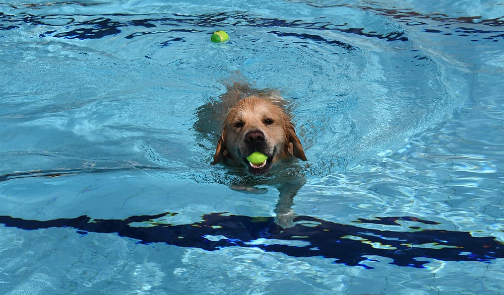 HAVING A BALL: Hounds takeover Strathalbyn Community Swimming Pool post image