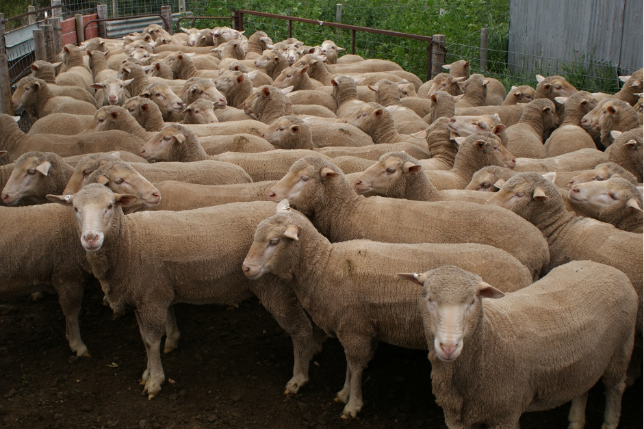 A healthy distance advised for livestock welfare post image