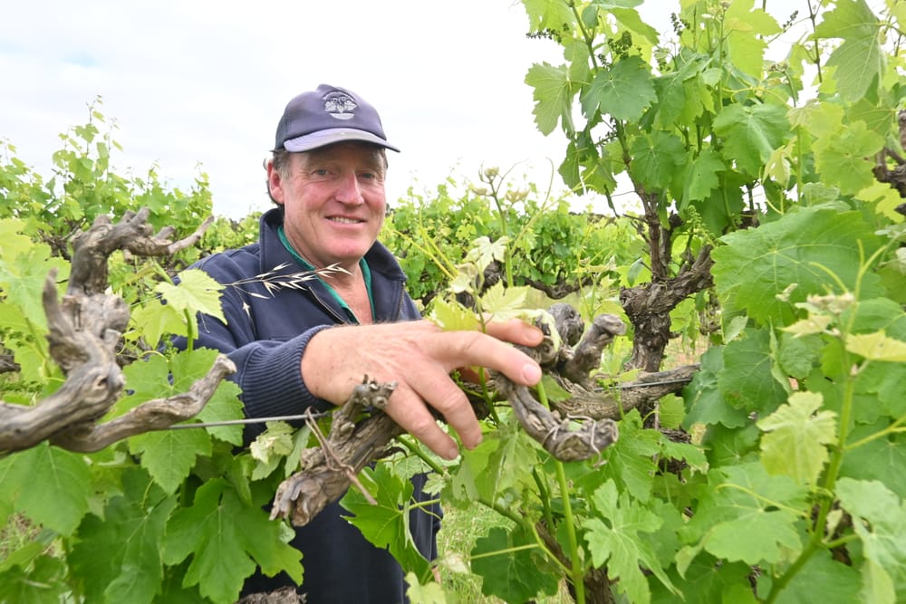 Grape start to the growing season post image