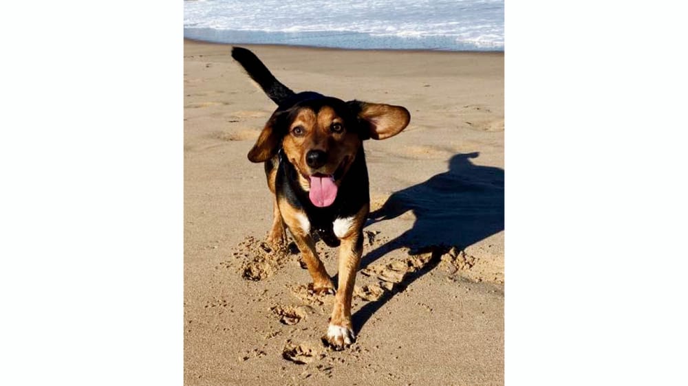 Alexandrina ratepayers hit with increased dog registration fees post image