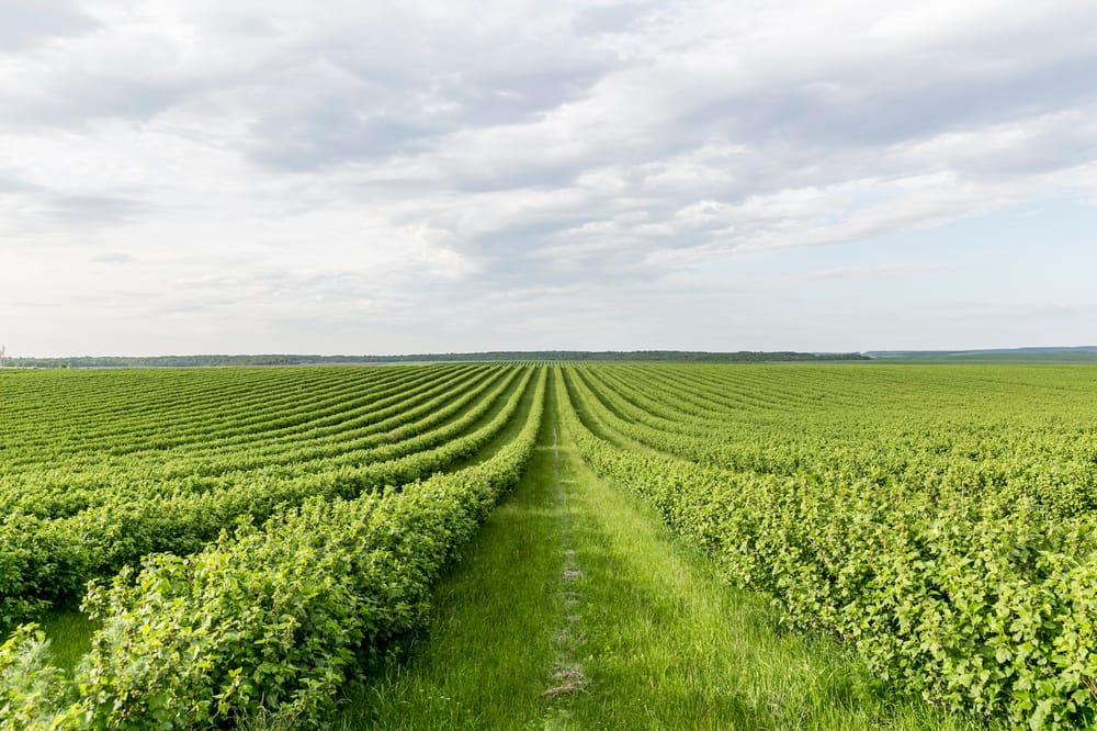 Call SafeWork SA for advice on improving farm safety post image