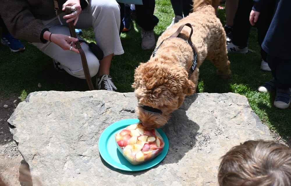 Paw-ty time for Barkley post image