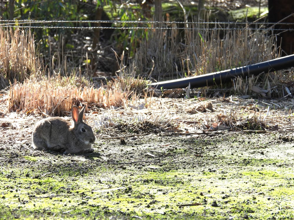 Rabbit problem sparks eradication program post image