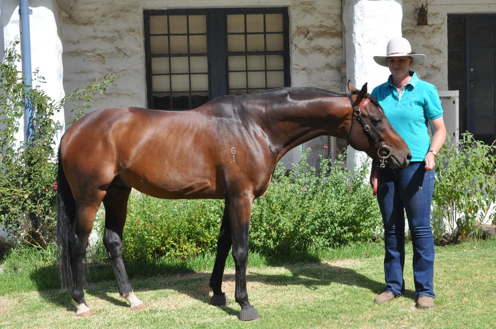 Celebrating the Australian Stock Horse post image