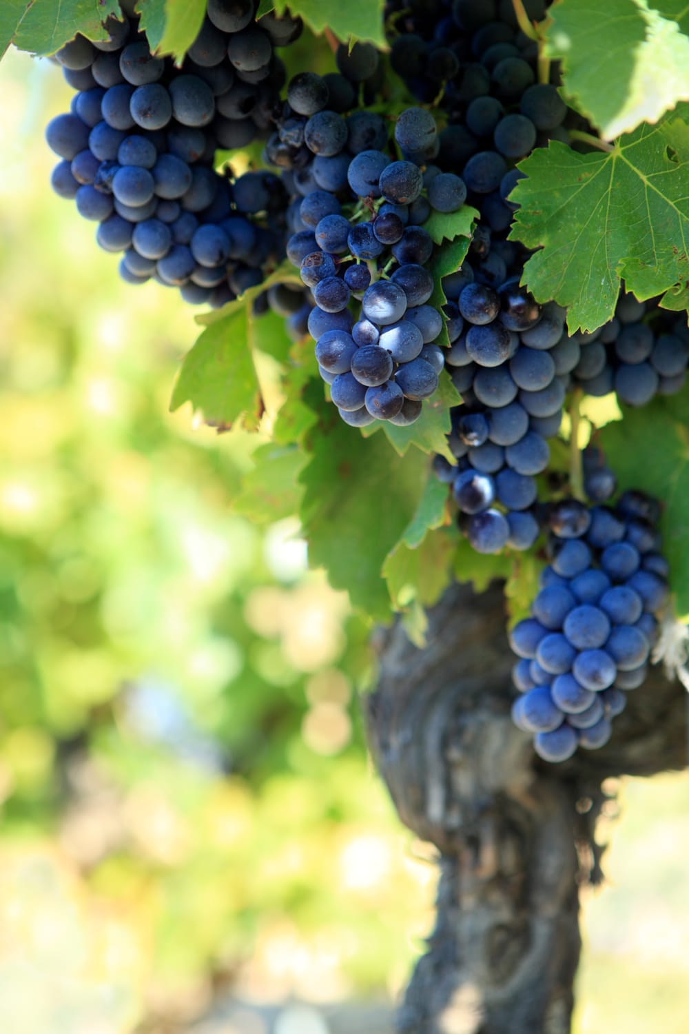 Oversupply still impacting grape growers post image