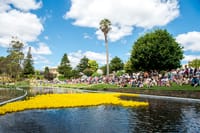 The Great Duck Race is almost here post image