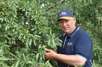 Nuts about almonds post image