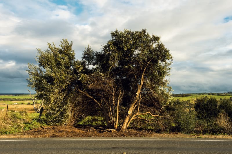 Bones found at Strathalbyn identified post image