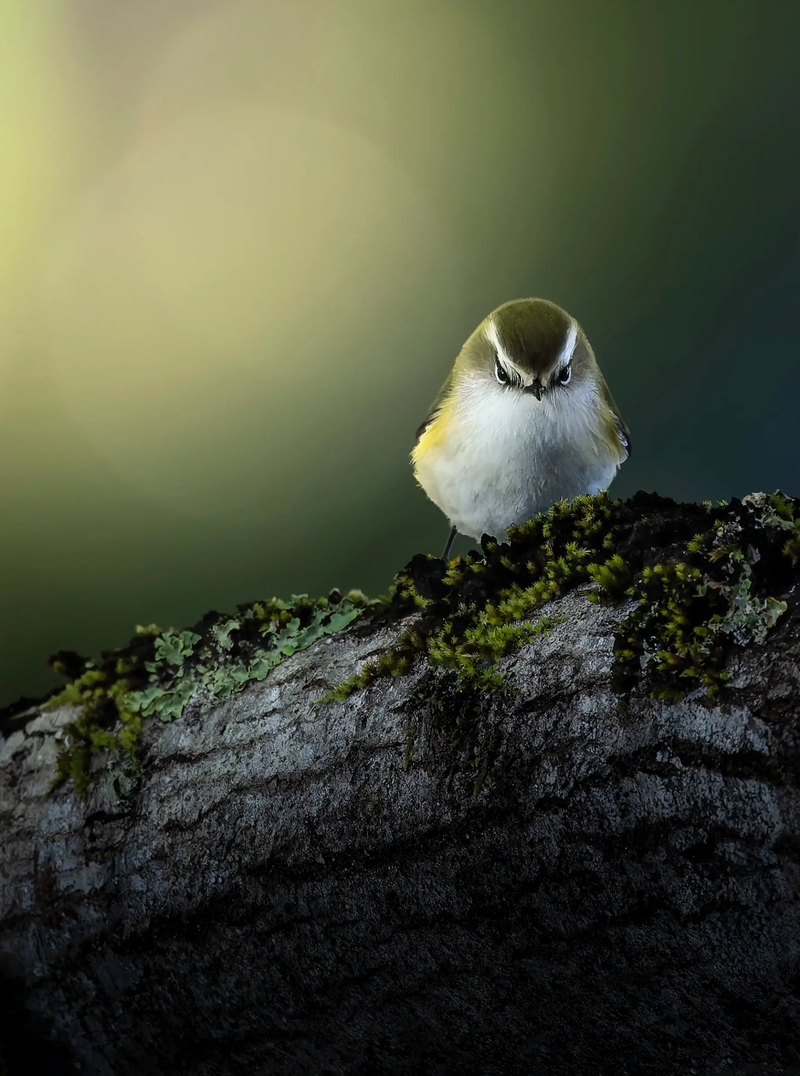 Mount Barker photographer ‘snaps’ up finalist spot post image