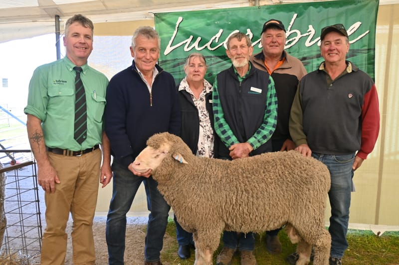 Long-running stud holds Merino sale post image