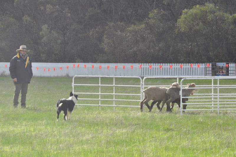 Just another day at the pawfice post image