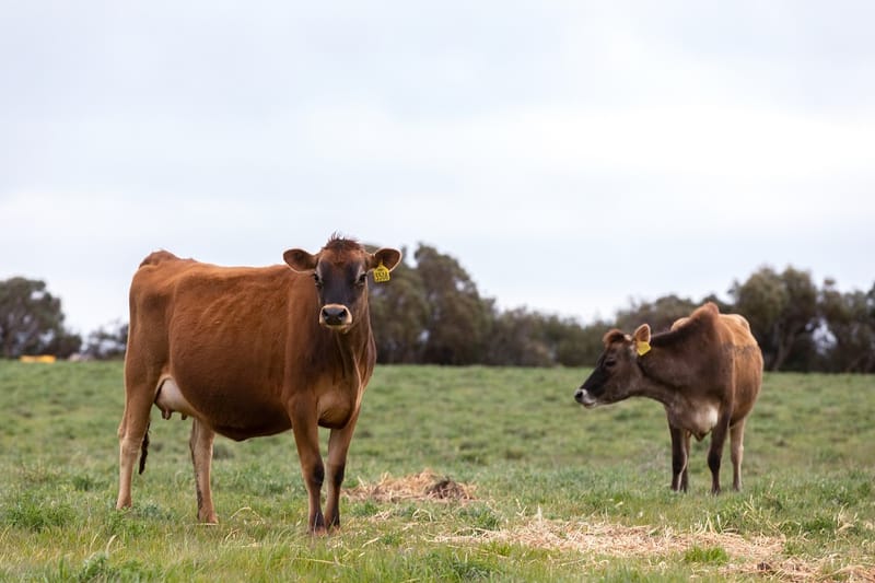 Paris Creek Farm sells post image