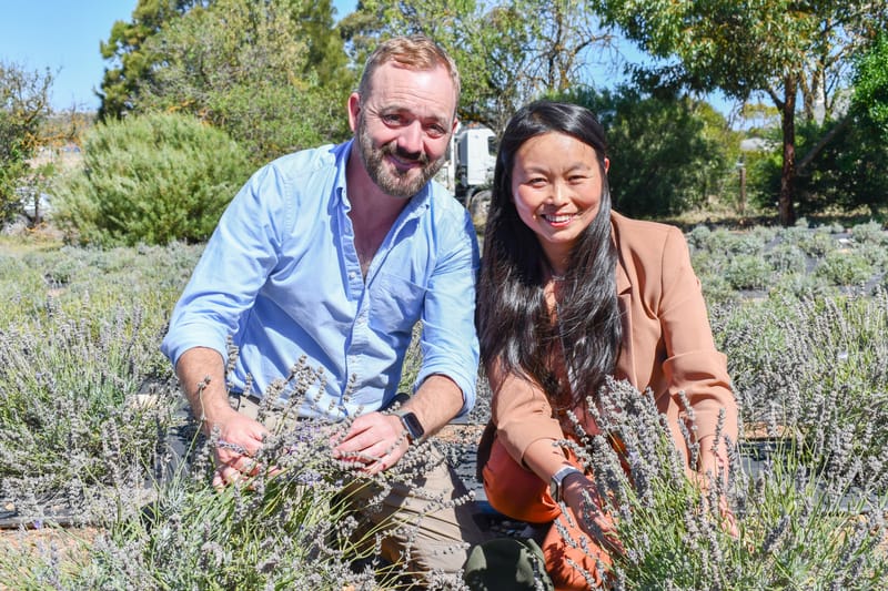 ‘Idyllic’ lavender farm hidden in Strathalbyn post image