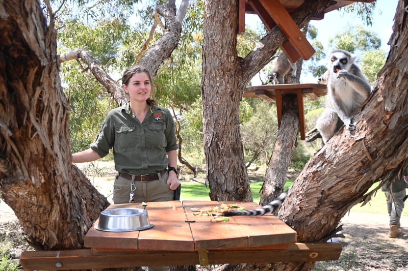 ‘MOVE IT, MOVE IT’ to Monarto for new lemur exhibit post image