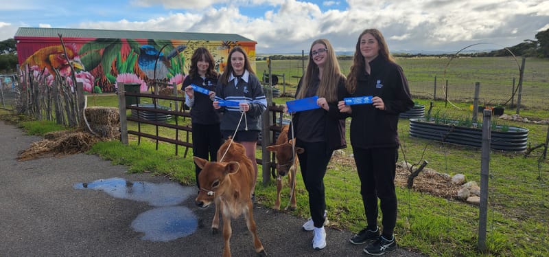 Goolwa Secondary College’s ag program moo-ving forward post image