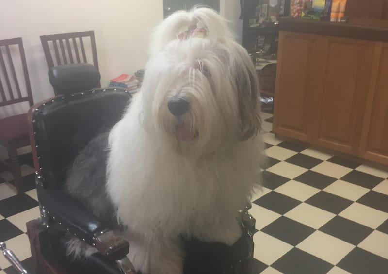 Town mourns shaggy Strathalbyn identity post image